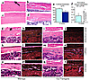 Analysis of cortical bone. (a–d) Histologic sections of cortical bone from