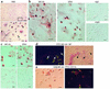 Immunocytochemical detection of ERα in cultured murine bone marrow cells. (