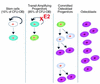 Regulation of osteoblast formation by estrogens. Mesenchymal stem cells (wh