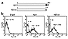 Efficient hβ3 integrin surface expression is obtained after retroviral tran