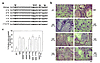 β3 integrin S752 uniquely regulates osteoclast spreading. (a) Sequences of