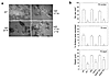 β3 integrin S752P uniquely regulates osteoclast resorptive activity. (a) β3