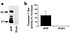 Caspase-1 protein expression (a) and activity (b) are increased in ischemic