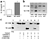 IL-18 in ischemic ARF. (a) IL-18 protein, measured by the ECL assay, was in