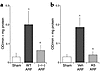 The increase in MPO activity during ischemic ARF is blocked in caspase-1–/–