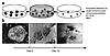 Stages in EB production and differentiation. (a) Schematic of the three sta