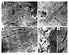 Ultrastructural analysis of ES-derived cardiomyocytes. (a) Transmission ele