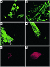 Immunostaining of ES cell–derived cardiomyocytes. (a) Immunostaining of dis