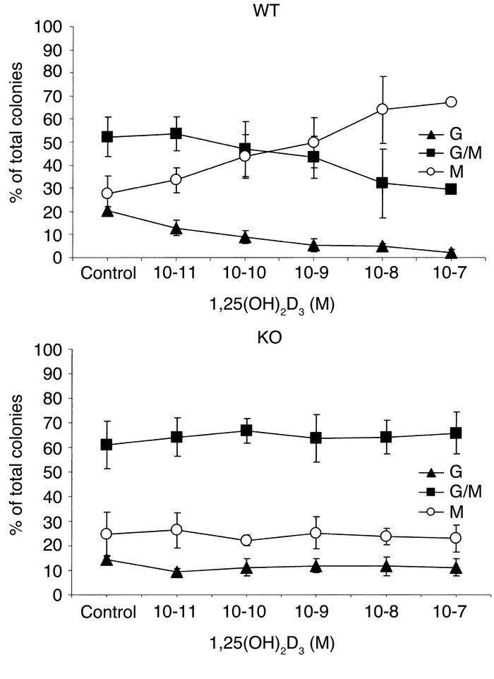 Colony formation by mononuclear bone marrow cells from VDR KO and WT mic...