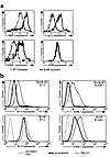 (a) Endocytosis of B cell membrane proteins in K5 expressing BJAB. BJAB cel