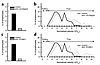 Normalized velocity of T cell blasts. Objective assessment of T lymphoblast