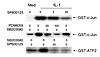 Effect of SP600125 on c-Jun phosphorylating activity. Cultured FLS were sti