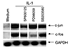 Effect of MAP kinase inhibitors on c-jun and c-fos gene expression. Culture