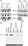 Metalloproteinase gene and AP-1 expression in JNK1 and JNK2 knockout (KO) F