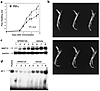 (a) Effect of SP600125 on adjuvant arthritis in rats. Rats were immunized w