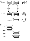 Scheme of the domain organization of the NHERF family and various construct