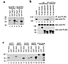 PC associates with the second PDZ domain of NHERF proteins through its C-te