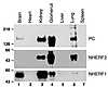 Distribution of PC, NHERF1, and NHERF2. PC and NHERF2 are expressed at high