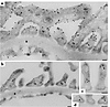 Immunogold localization of NHERF2 in the glomerulus. (a) Double labeling fo