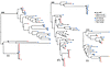 ML phylogenetic trees of SGS-derived gp160 env sequences from pre-ART plasm