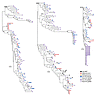 ML phylogenetic trees of SGS-derived gp160 env sequences from pre-ART plasm