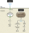 Immune activation by mtDNA release through both intracellular and extracell