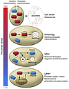 A range of quality control mechanisms exist to deal with stress in the mito