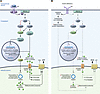 The mitochondrial proteome in the presence and absence of insulin signaling