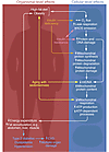 Proposed interactions between decreased insulin sensitivity, insulin defici