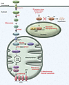 Metabolic pathways disrupted in PH: the Warburg effect.