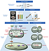 Emerging concepts of mitochondrial dysfunction in PH.