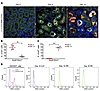 SOX9 immunostaining reveals a population of proximal tubule cells that have