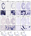 Validation of candidate genes Slc22a7, Rrm2, Ctss, and Sprr2f.