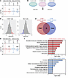 Translational landscape of mTOR activation–sensitive genes is distinct from