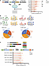 mTOR activation–sensitive genes confer mTOR-responsive 5′-UTR motifs.