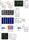 Pharmacological or genetic inhibition of eIF4E rescues intractable epilepsy