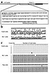 Bisulfite genomic sequencing. (a) Sequence of the CpG island region of the