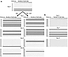 Allelic patterns of CpG island methylation at the p15 locus during myeloid