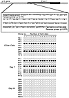 Methylation status of the p15 promoter region during GM-CSF–dependent myelo