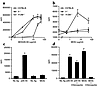 Presentation of native MOG requires endocytic processing. Ii- or H-2M–defic