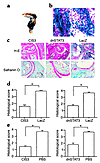 Effects of CIS3 and dnSTAT adenoviruses on histopathology in the AIA model.