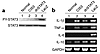 Effect of CIS3 and dnSTAT3 on STAT3 activation (a) and cytokine production