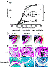 Therapeutic effects of CIS3 virus injection in the CIA model. DBA/1J mice w