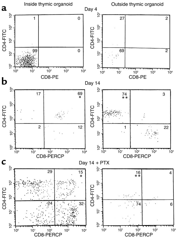 Mature SP T cells migrate away from the thymic stroma/CD34+CD2– cell coc...