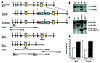 LoxP targeting of the ObR locus. Gene targeting was used to insert loxP sit