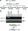 Cre-mediated recombination specifically in the brain of ObRSynIKO mice. (a)