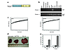 Normal body weight and liver phenotype in ObRAlbKO mice. (a) Schematic of A