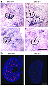 In situ hybridization analysis of CD2AP and podocin mRNA in Lmx1b+/+ and Lm