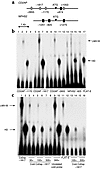 LMX1B interacts specifically with putative regulatory elements in CD2AP and