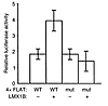 LMX1B transactivates expression of a reporter driven by NPHS2 –825 FLAT sit